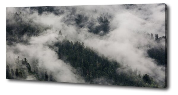 Foto obraz na plátně do obýváku Mlha nad lesem oc-92103415