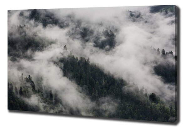 Foto obraz na plátně do obýváku Mlha nad lesem oc-92103415