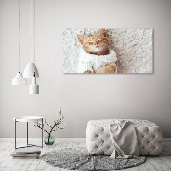 Fotoobraz fotografie na plátně Kočka ve svetru oc-92307728