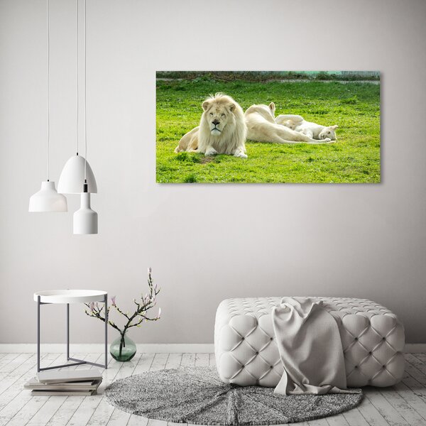 Foto-obraz fotografie na skle Béžové lvy osh-93716692