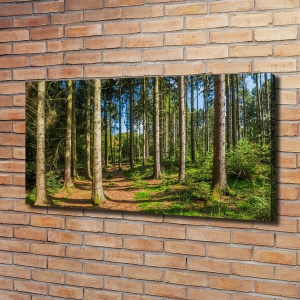 Foto obraz na plátně Lesní panorama oc-93946389