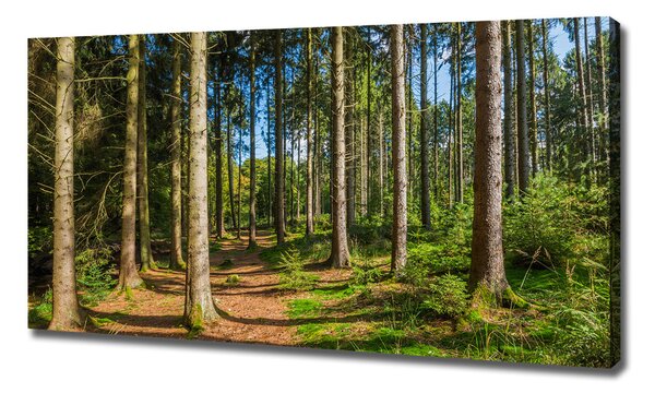 Foto obraz na plátně Lesní panorama oc-93946389