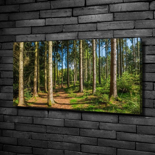 Foto obraz na plátně Lesní panorama oc-93946389