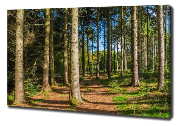 Foto obraz na plátně Lesní panorama oc-93946389