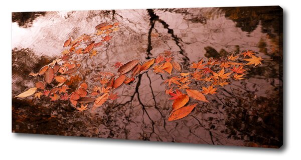 Moderní fotoobraz canvas na rámu Listí na vodě oc-94898362