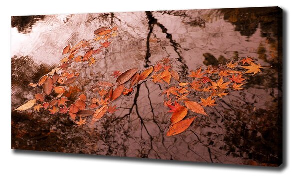 Moderní fotoobraz canvas na rámu Listí na vodě oc-94898362