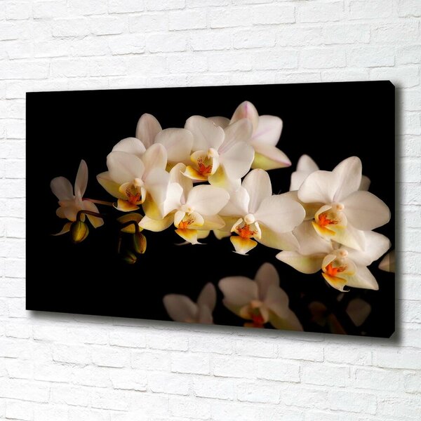Foto obraz na plátně Orchidej oc-95410450