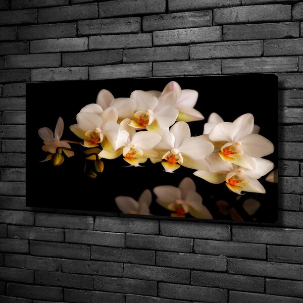 Foto obraz na plátně Orchidej oc-95410450