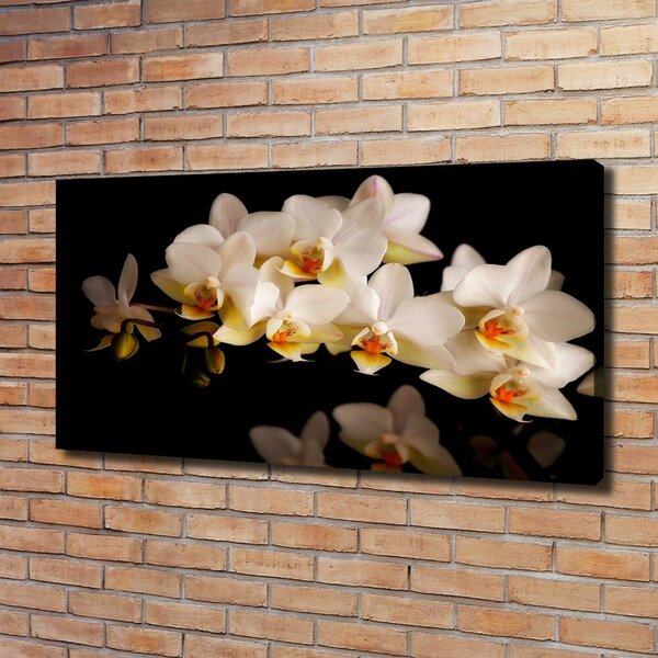 Foto obraz na plátně Orchidej oc-95410450
