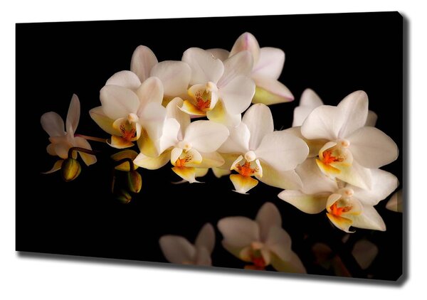 Foto obraz na plátně Orchidej oc-95410450