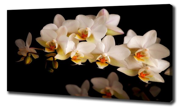 Foto obraz na plátně Orchidej oc-95410450