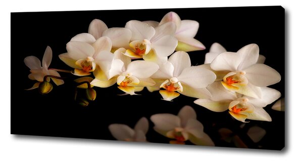 Foto obraz na plátně Orchidej oc-95410450