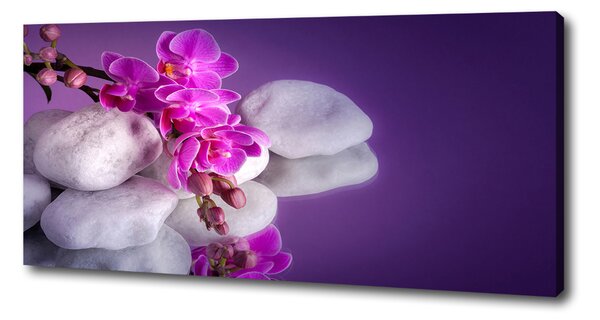 Foto obraz na plátně do obýváku Orchidej oc-95985496