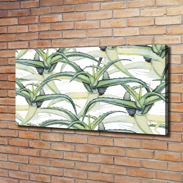 Foto obraz na plátně Aloes oc-96215866