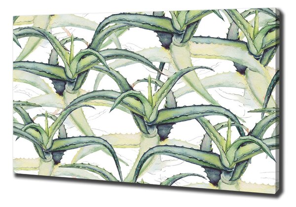 Foto obraz na plátně Aloes oc-96215866