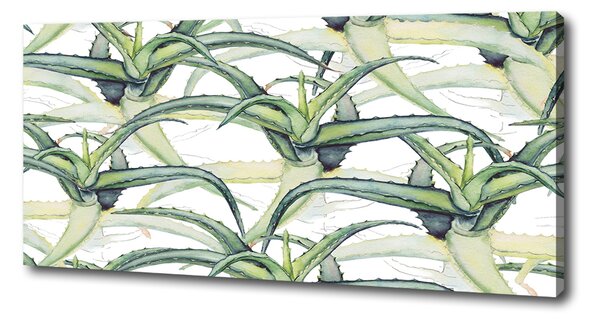 Foto obraz na plátně Aloes oc-96215866