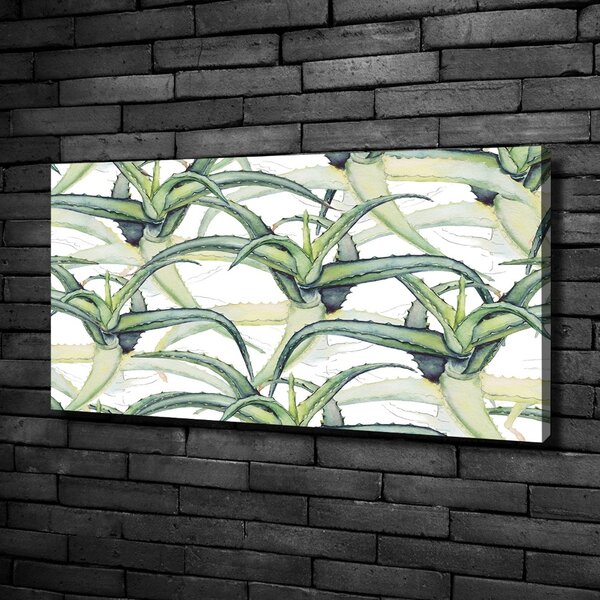 Foto obraz na plátně Aloes oc-96215866