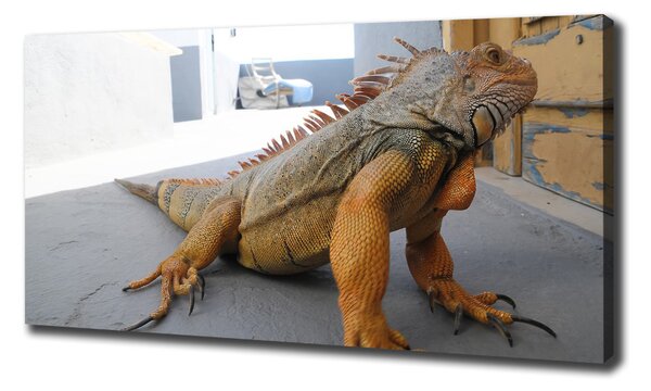 Foto obraz na plátně Iguana oc-97700993