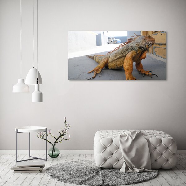 Foto obraz na plátně Iguana oc-97700993