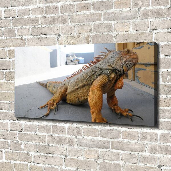 Foto obraz na plátně Iguana oc-97700993