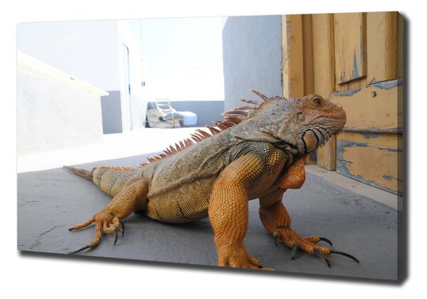 Foto obraz na plátně Iguana oc-97700993