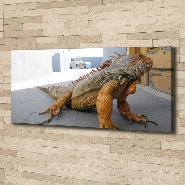 Foto obraz na plátně Iguana oc-97700993
