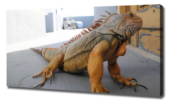 Foto obraz na plátně Iguana oc-97700993