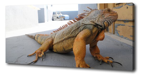 Foto obraz na plátně Iguana oc-97700993