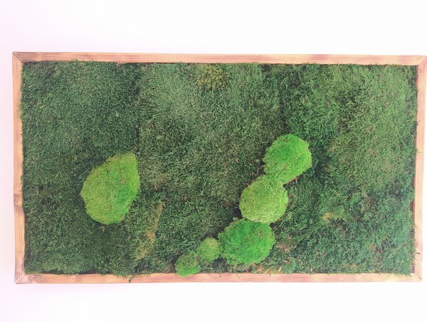 Mechový obraz- lesný mech 30cm x 70cm