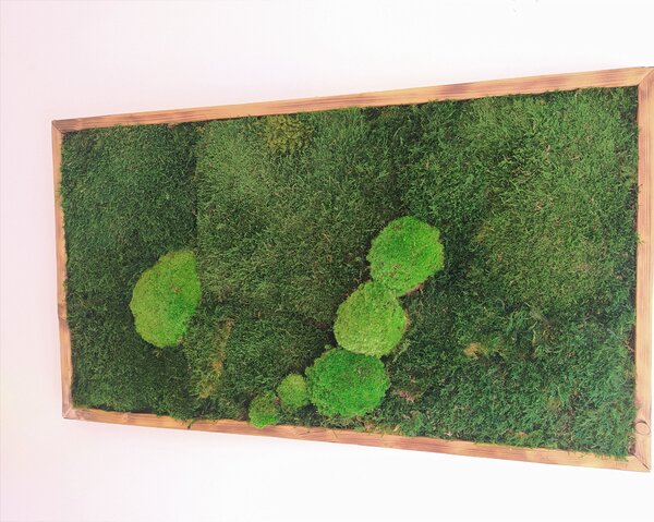 Mechový obraz- lesný mech 30cm x 70cm
