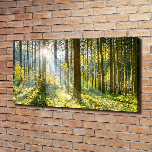 Foto obraz canvas Les slunce oc-98252702