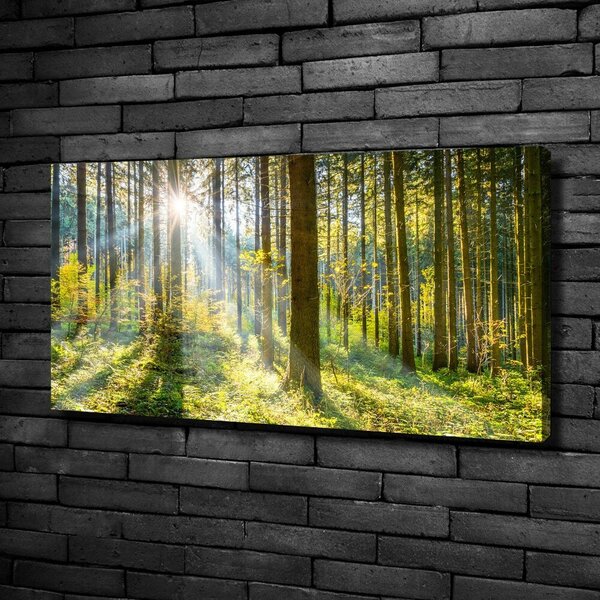 Foto obraz canvas Les slunce oc-98252702