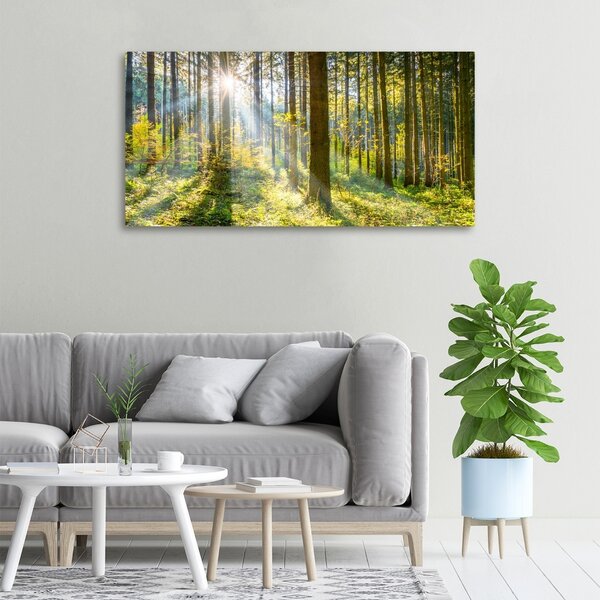 Foto obraz canvas Les slunce oc-98252702