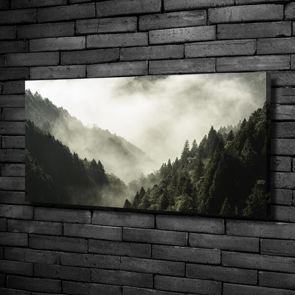 Foto obraz na plátně Mlha nad lesem oc-98626353