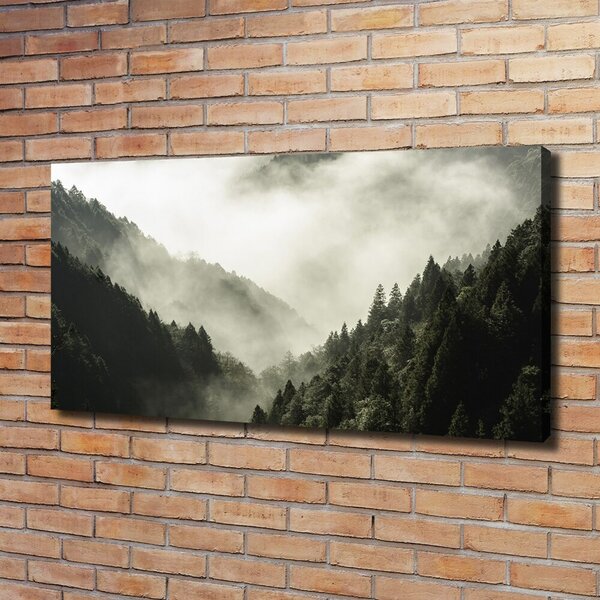 Foto obraz na plátně Mlha nad lesem oc-98626353