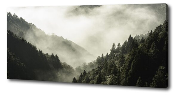 Foto obraz na plátně Mlha nad lesem oc-98626353