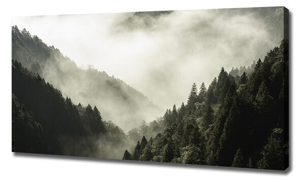 Foto obraz na plátně Mlha nad lesem oc-98626353