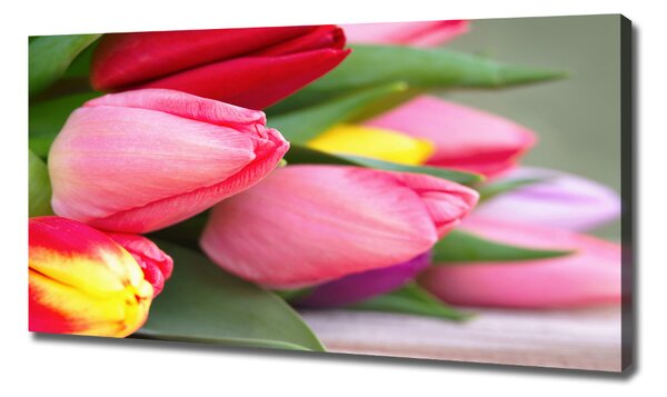 Foto obraz na plátně Barevné tulipány oc-98761222