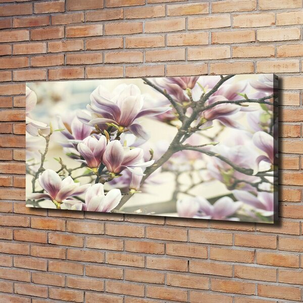 Foto obraz na plátně Magnólie oc-99199338