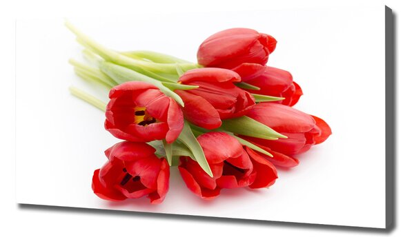 Foto obraz na plátně Červené tulipány oc-99817079