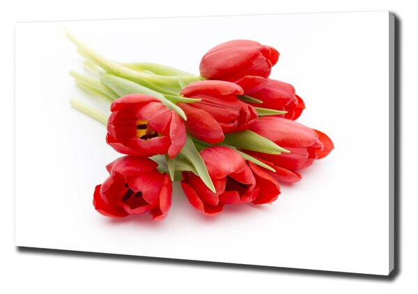 Foto obraz na plátně Červené tulipány oc-99817079