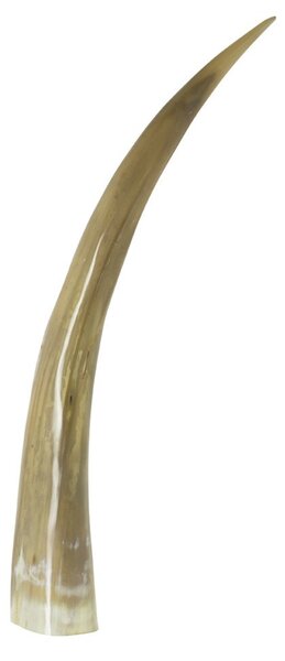 Dekorativní roh Bizon - 55cm - Mars & More