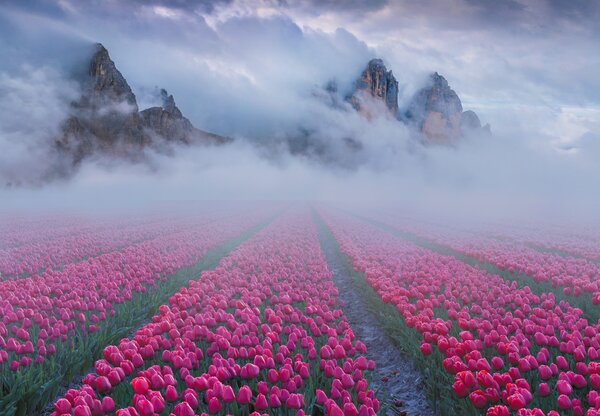 Fototapeta - Krajina s tulipánovými poli (245x170 cm)