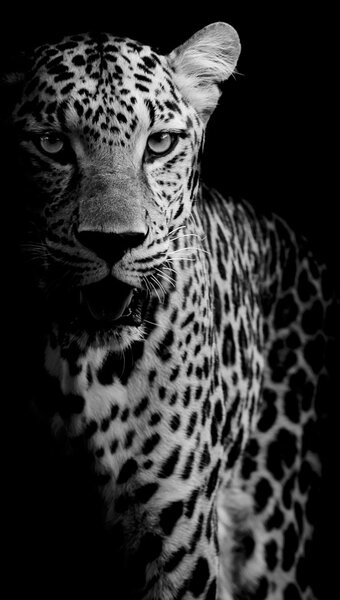Fototapeta - Portrét leoparda (245x170 cm)