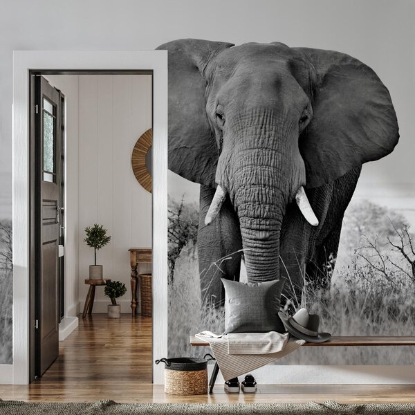 Fototapeta - Slon africký (245x170 cm)