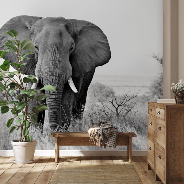 Fototapeta - Slon africký (245x170 cm)