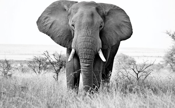 Fototapeta - Slon africký (245x170 cm)