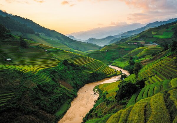 Fototapeta - Rýžové pole Mu Cang Chai (245x170 cm)