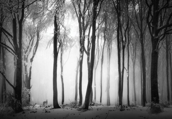 Fototapeta - Temný les s vlkem (245x170 cm)