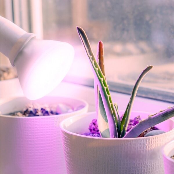 LED Žárovka pro růst rostlin PLANTY E27/7W/230V 1200K bílá
